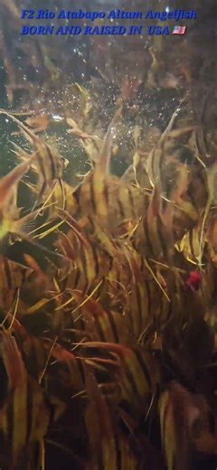 F2 Rio Atabapo Pterophyllum Altum angelfish (tank raised) #aquarium #aquariumfish #angelfish