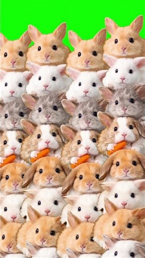 Rabbit Easter 6 Effekt with greenscreen overlay video edit ,FREE viral ,Happy Bunny Shorts Template