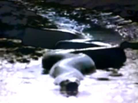 World's Largest Anaconda 100 ft Long.