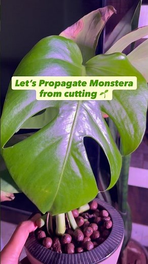 How to grow Monstera from cutting | Propagating Monstera Deliciosa in water and leca
