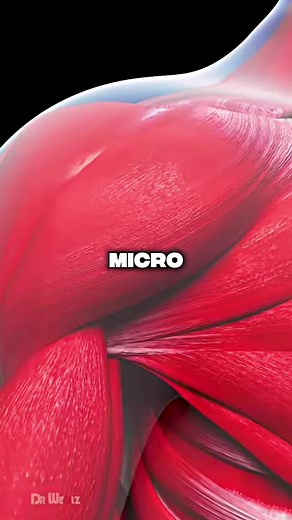 Understanding the Role of Mechanical Tension in Muscle Growth