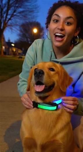 Colorful LED Dog Collar for Night Walks - Medium Size