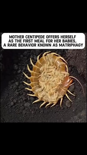 5.8K views · 6 comments | Mother Centipede offers herself as first food for her babies  | Collins Empire Tv | Facebook