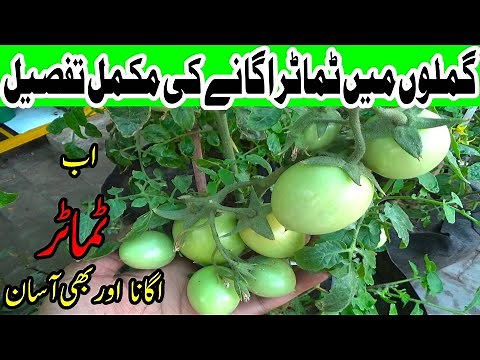 How to Grow Tomato from Seeds | Complete Video
