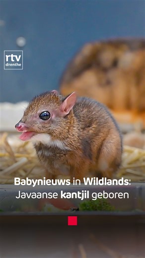 RTV Drenthe on Instagram: "Hoe schattig is dit dan! 😍 Voor het eerst is er in @wildlandsnl een Javaanse kantjil geboren 🐹 🎥 Wildlands Lees meer via de link in onze bio! #kantjil #wildlands #rtvdrenthe"