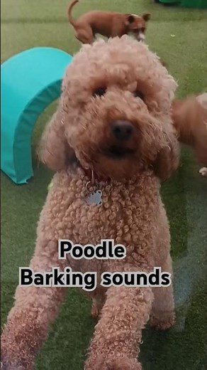 Dog poodle barking sound - dog barking sound #shorts #doglover #dogbarking #pets #poodle
