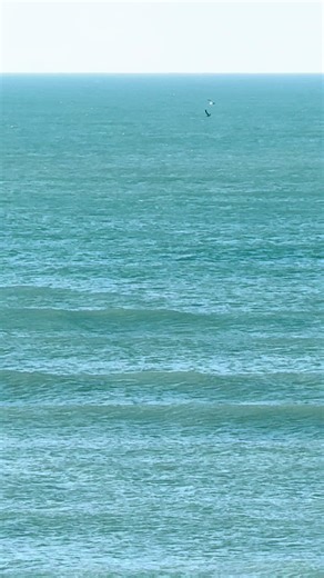 Relax and enjoy! #dolphins #pelicans #seagulls #obxsandy #fyp | Seagull