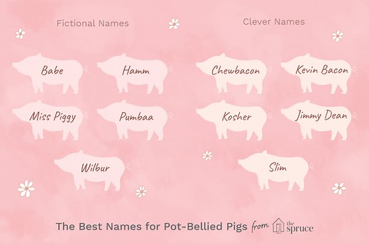 102 Perfect Names for Pot-Bellied Pigs