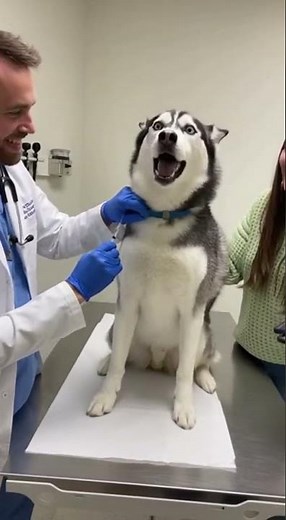 Dramatic Husky Can’t Handle Vet Visit! 🐶💉 | Instant Panic Mode #huskydrama