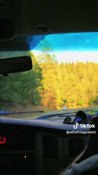 Exploring the Beauty of Pine Trees in Nature