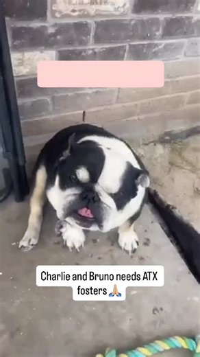 2.1K views · 544 reactions | WE NEED FOSTERS  (Must be Austin, TX...