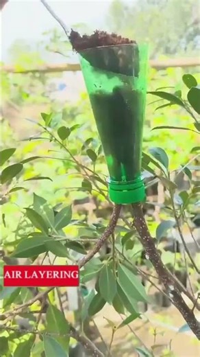 Air Layers That Are Quick and Easy | Grow Strong Roots Fast |‪@HobbyGardening‬