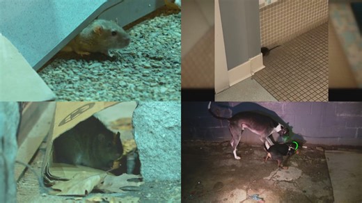 DC council moves to crack down on rat infestations with new legislation