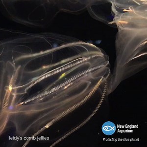 2.7K views · 105 reactions | Leidy’s comb jellies use rows of cilia for propulsion. These rows of cilia resemble eyelashes or combs and diffract light, resulting in the appearance of rippling bands across their bodies. | New England Aquarium | Facebook