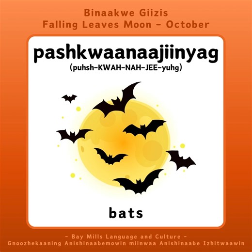 Anishinaabemowin Word of the Day 🍂 pashkwaanaajiinyag - bats | Bay Mills Language and Culture