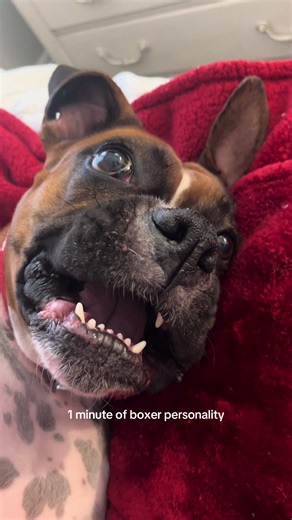 1 Minute of Boxer Dog Personality Unleashed