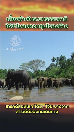Natural elephant husbandry: Managing herds through a matriarch #SriLankanElephants #ElephantHerd