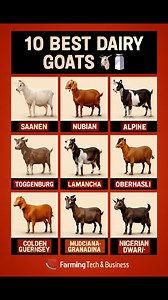 10 BEST DAIRY GOATS | Farming Tech& Business