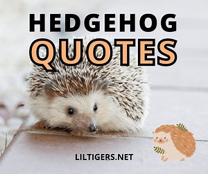 20 Cute Hedgehog Quotes, Sayings, and Wishes - Lil Tigers