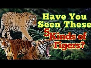 The 5 Types of Tigers You Need to Know!
