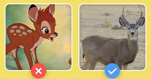 Câu hỏi đau đầu nhất trong ngày: Hươu với nai khác nhau chỗ nào? Hóa ra tất cả chúng ta đã nhầm về nai Bambi