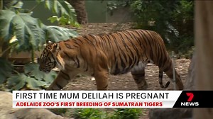 2.3K views · 85 reactions | Adelaide Zoo has announced six-year-old Sumatran tiger Delilah is pregnant. Details in 7NEWS Adelaide at 6pm | www.7NEWS.com.au #7NEWS | 7NEWS Adelaide | Facebook
