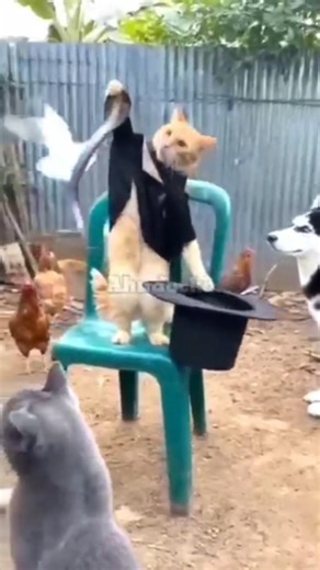 Cat's special magic show #cat #shorts #ytshorts