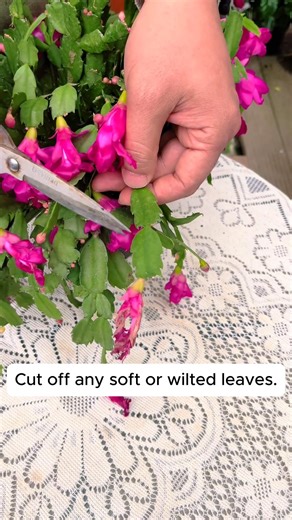 3.1K views · 22 reactions | Three tips for growing Cymbidium orchids #gardeningcommunity #gardenloversclub #gardenaddict #gardeners #gardenerslife | Home Gardening | Facebook