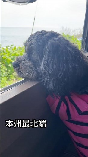 【キャンピングカーの旅】青森県シリーズ① #50代夫婦 #キャンピングカー #ペキプー #癒し動画