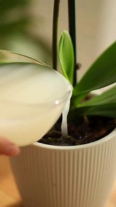 A small handful of rice will be the best fertilizer for orchid. | Simply Smart Homelife