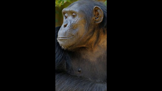 Chimpanzee Expressions: Unveiling Their Emotional World.