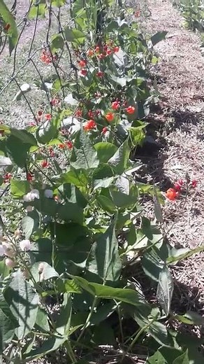 Scarlet Runner Beans: Edible and ornamental high protien plants!
