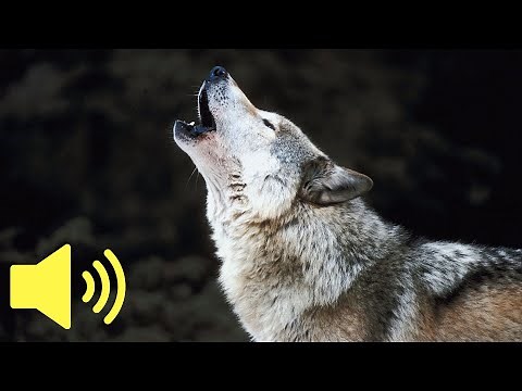 What does a Wolf sound like? (Wolf Howling Sound) - Animal Sounds