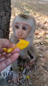 Feeding mango for baby monkey Jacee🥰 | Life Of Monkeys
