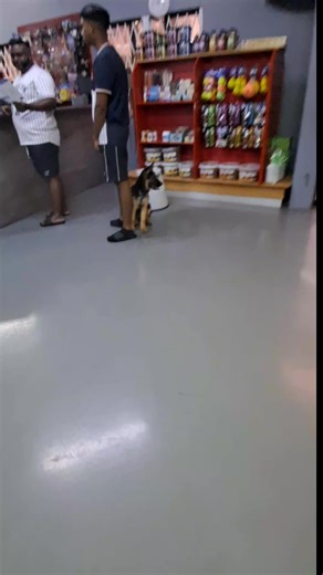 Annual Check-Ups for Healthy Pets at Chatsworth Clinic