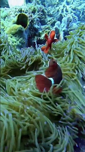 Finding NEMO.Explore thevibrant marine life and stunning coral reefs of this beautiful destination.