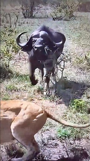 Shocking lion attack on a huge buffalo: Buffaloes rescue their friend from a lions