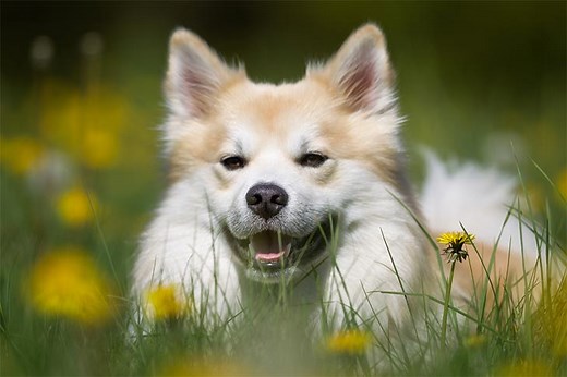 What to Do if Your Dog Is Stung by a Bee or Wasp