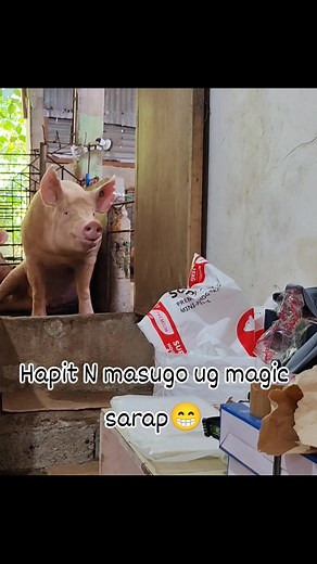 5K views · 105 reactions | #TGBTG #tatakbertai #teamsapyot #StarsEverywhere #ProudFarmer #futurebreeder #highlights #Supermax | Bert Ai | Facebook