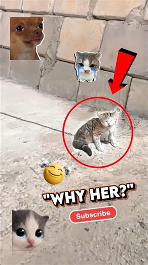 This abandoned kitten was terrified but look at her now 😭 #rescue #catsoftiktok #transformation