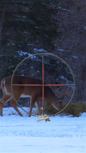 Are You Taking This Buck? #hunting #whitetaildeer #whitetail #shorts