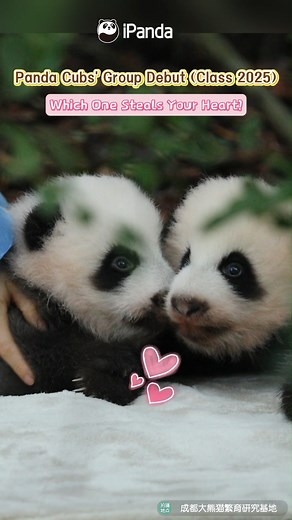 Ready for a cuteness overload? These newborn panda cubs are here to steal hearts. Come pick your one and only now! #pandababy #cutenessoverload #ChengduPandaBase #PandaFun #HowGiantPandasGrowUp #BestJobInTheWorld For more panda information, please check out: https://en.ipanda.com | iPanda