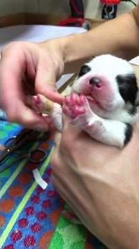 How to remove dew claws easily in a puppy