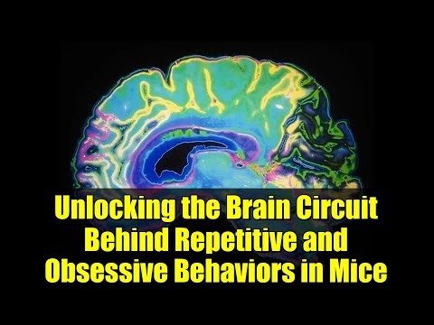 Unlocking the Brain Circuit Behind Repetitive and Obsessive Behaviors in Mice