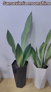 Sansevieria moonshine 🤍🖤🤍🖤 #GreenAmazon | Green Amazon