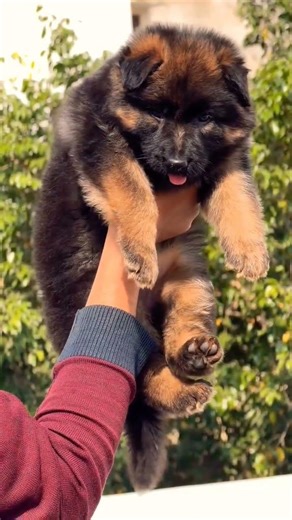 Call 8810623046 Healthy German Shepherd Puppy Smart Guard Dog Active & Strong #gymdog #fitdogs