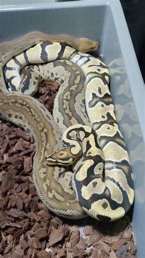 Check out these Ball Pythons! 🔒👀🐍