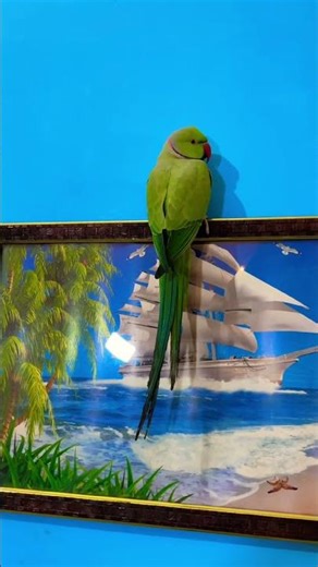 Tum Mitthu Nhi Ho 🦜🤣 #talkingparot #parrot #funny #youtubeshorts #shorts