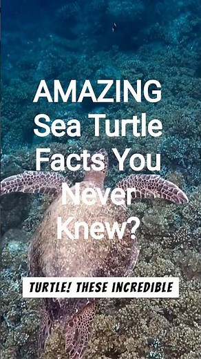 AMAZING Sea Turtle Facts You Never Knew?