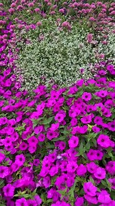 430K views · 10K reactions | Our 2024 Annual of the Year is the bright and beautiful Supertunia Vista Jazzberry! Depend on this plant to carpet your landscape all season long...terrific for large containers too. Water and feed well to keep the blooms coming through fall... Learn more, pwwin.rs/STVjb24 Much thanks to Garden Answer for creating this video! | Proven Winners | Facebook
